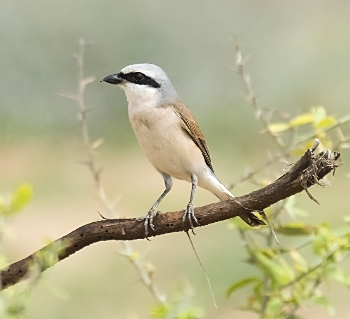 Red-backed Shrike